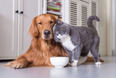Dog and cat in a pet-friendly home